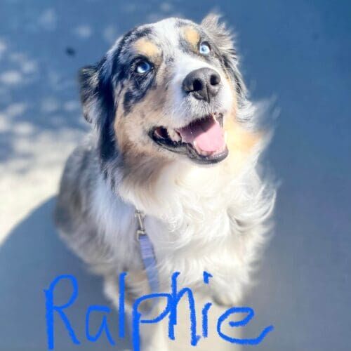 Mini Australian shepherd named Ralphie staying during a dog boarding visit in Glendale Arizona