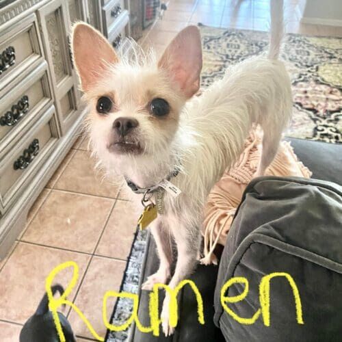Terrier mix named Ramen receiving in-home drop-in pet sitting visits in Glendale Arizona