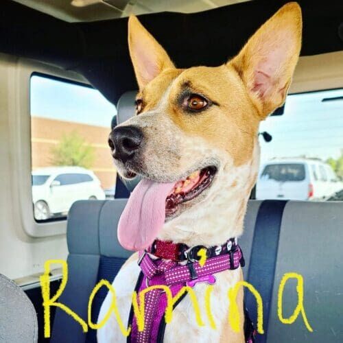 Cattle dog mix Ramina working on dog obedience training and car travel desensitization in Peoria, AZ