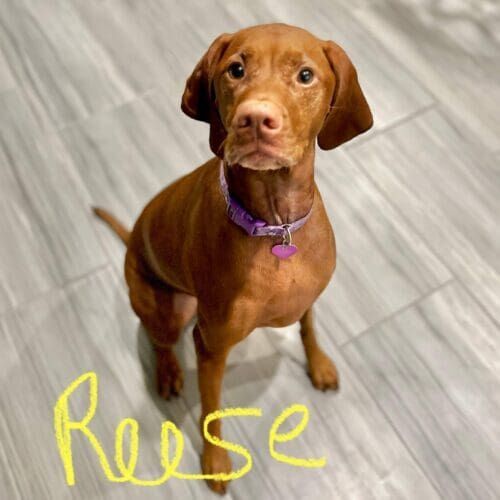 Vizsla named Reese receiving overnight in-home pet sitting care in Peoria Arizona