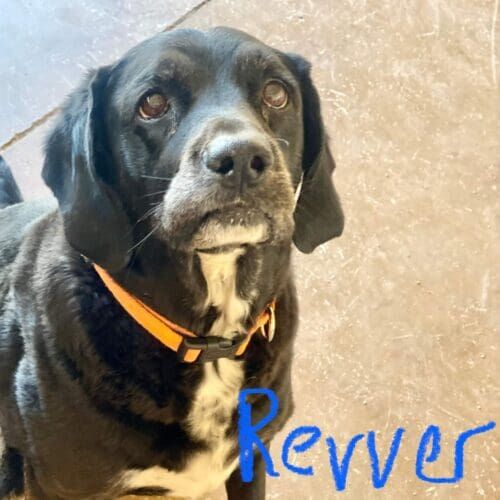 Black lab named Revver receiving pet sitting services in Glendale Arizona