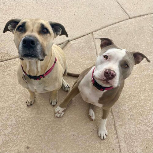 Pitbull participating in in-home dog training using positive reinforcement in Glendale Arizona