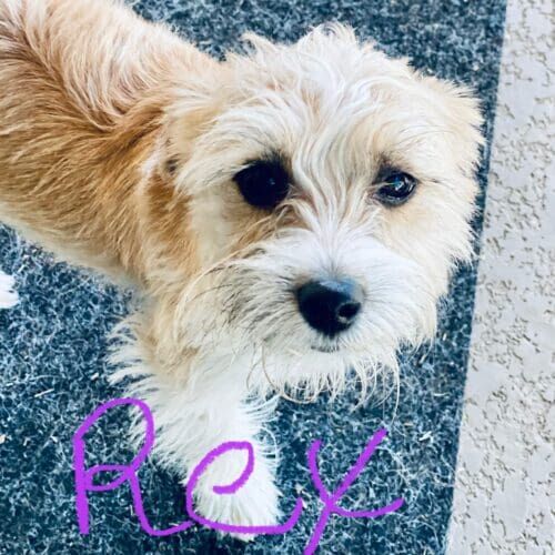 Small mixed breed puppy Rex, got his new family some much needed training to assist him on his puppy journey in Glendale, AZ.