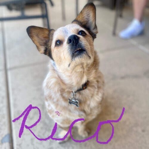 Cattle dog named Rico practicing in-home obedience training in Anthem Arizona