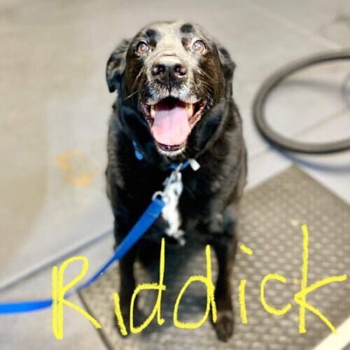 Dog receiving nail desensitization training using positive reinforcement.