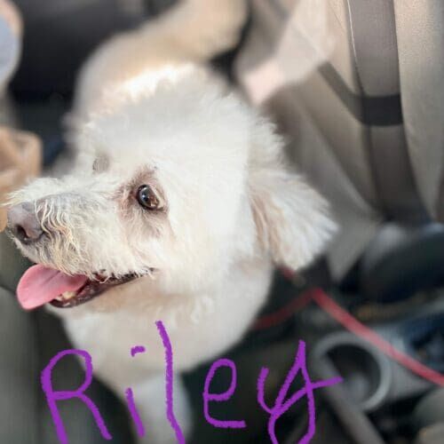 Dog named Riley working on calm behavior and training for car travel in Glendale Arizona
