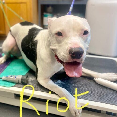 Fearful Pit Bull named Riot receiving nail trimming desensitization training during a grooming visit in Glendale Arizona.