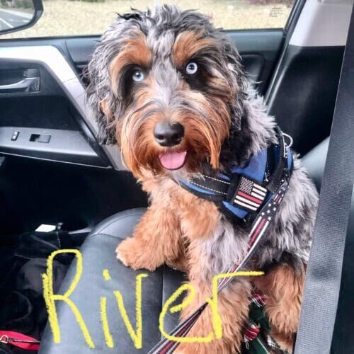 Aussiedoodle puppy River was on a service dog path and his family wanted to give him lots of canine socialization to prepare for his future.