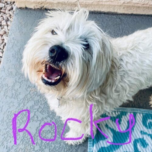 Dog named Rocky working on socialization skills through structured training in Glendale Arizona