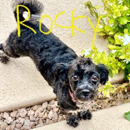 Rescue small dog named Rocky receiving overnight in-home pet sitting care in Glendale Arizona
