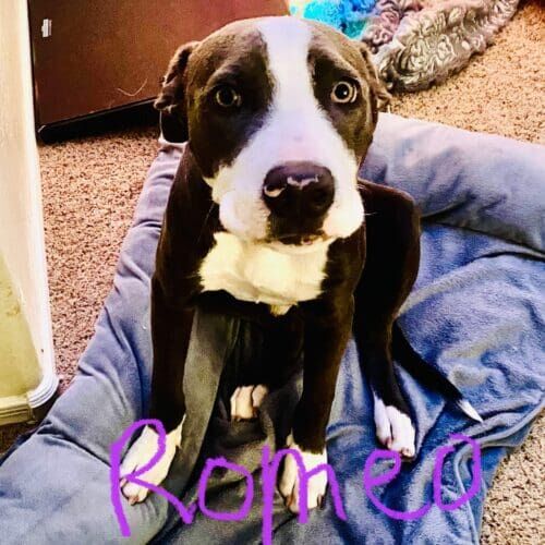 Dark grey pitbull puppy, Romeo, sits uncomfortably as he entered foster care with pneumonia