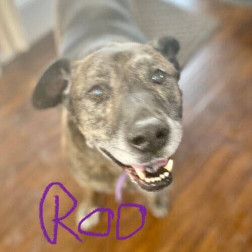 Senior pitbull mix named Roo receiving overnight in-home pet sitting care in Glendale Arizona