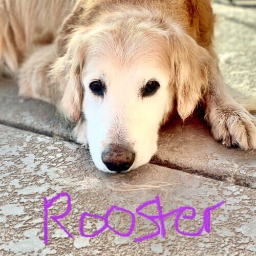 Senior golden retriever named Rooster receiving drop-in pet sitting visits with medication support in Glendale Arizona