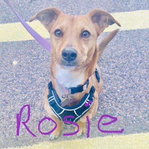 Chihuahua named Rosie staying during a boarding visit in Glendale Arizona