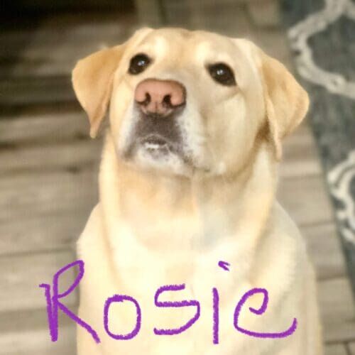Labrador retriever named Rosie learning how to walk calmly without pulling on leash in Peoria Arizona