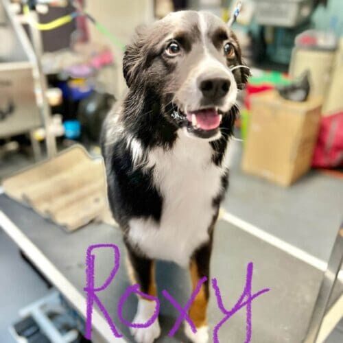 Aussie mix named Roxy receiving a deshedding grooming service in Glendale Arizona.