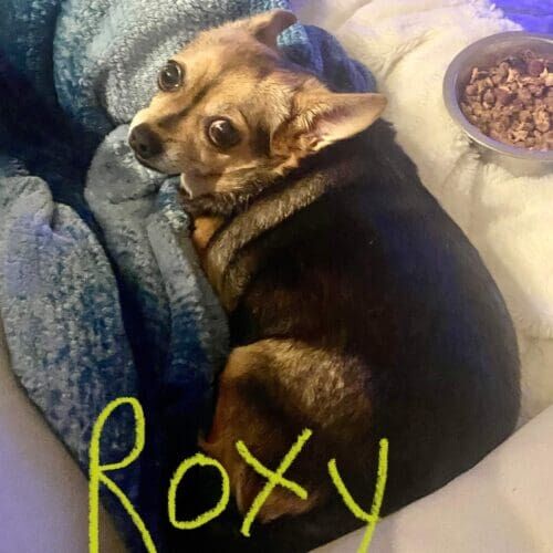 Chihuahua mix named Roxy staying during a boarding visit in Glendale Arizona