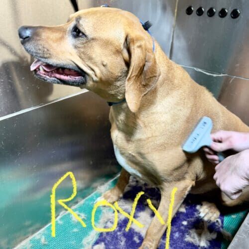 Pit Bull named Roxy receiving a bath and nail trimming during a grooming visit in Glendale Arizona.