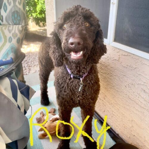 Standard poodle named Roxy staying during a dog boarding visit in Glendale Arizona