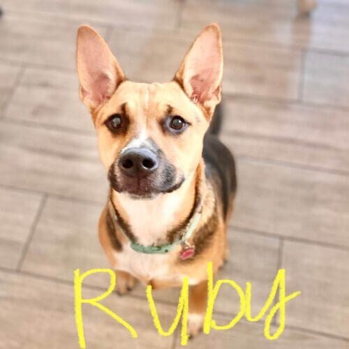 German shepherd mix named Ruby participating in group dog training class in Peoria Arizona