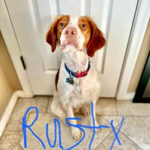 Rusty the Brittany Spaniel was full of puppy chaotic energy and needed some help with various stimulation outlets that was covered during in-home positive puppy training in Glendale, AZ.