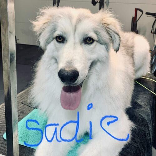Husky mix named Sadie receiving a deshedding bath during a grooming visit in Glendale Arizona.