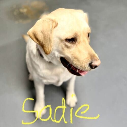 Yellow Labrador named Sadie receiving a deshedding grooming service in Glendale Arizona.
