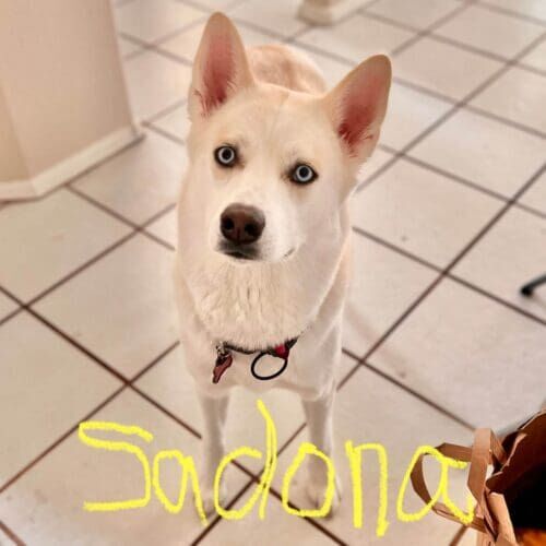 Husky named Sedona participating in group dog training class in Glendale Arizona