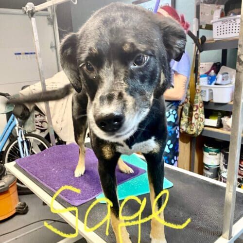 Senior dog named Sage receiving a deshedding grooming service in Glendale Arizona.