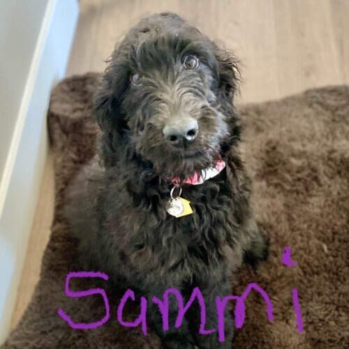 Labradoodle puppy named Sammi participating in a board and train program in Glendale Arizona