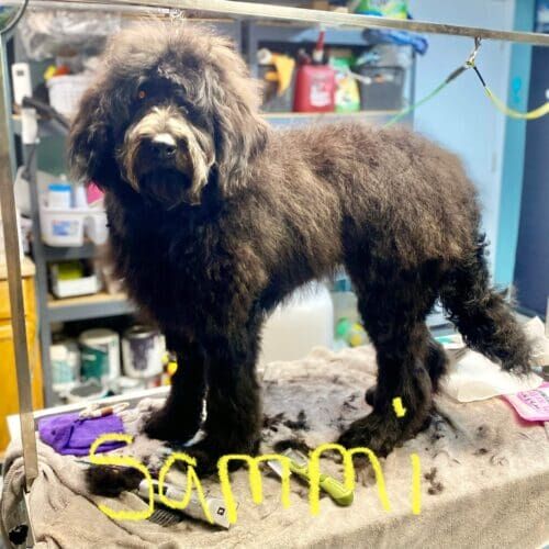 Labradoodle named Sammi receiving grooming and dematting services in Glendale Arizona.