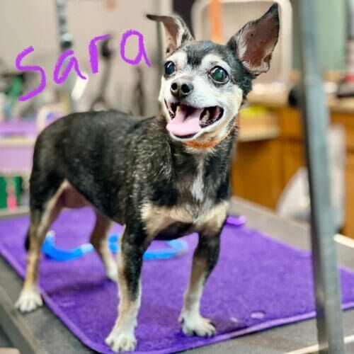 Fearful dog named Baxter receiving nail trimming desensitization training during a grooming visit in Glendale Arizona.
