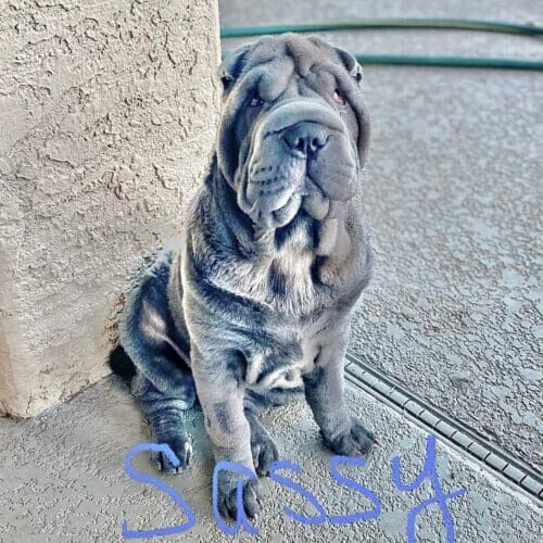 Sharpei named Sassy staying during a dog boarding visit in Glendale Arizona