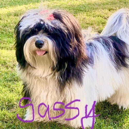 Black and white Tibetan Terrier Sassy had a blast boarding in Glendale AZ.