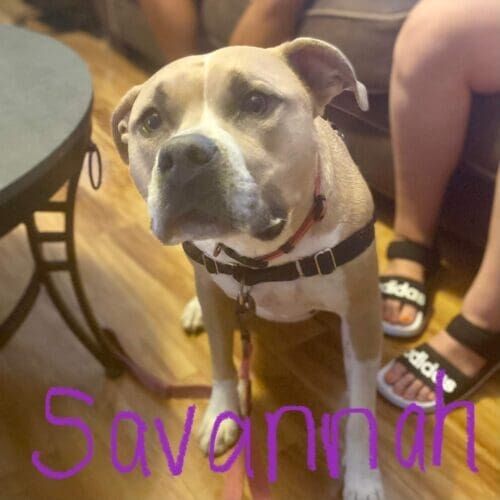 Pitbull named Savannah working on leash aggression through structured behavior modification training in Phoenix Arizona