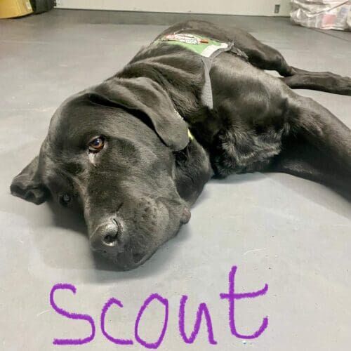 Scout the Black Lab exhausted after a thorough dog washing and nail trimming service in Glendale, AZ
