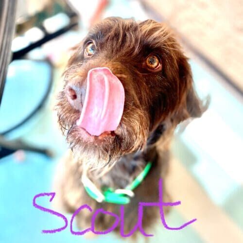 Pudlepointer named Scout staying during a dog boarding visit in Glendale Arizona