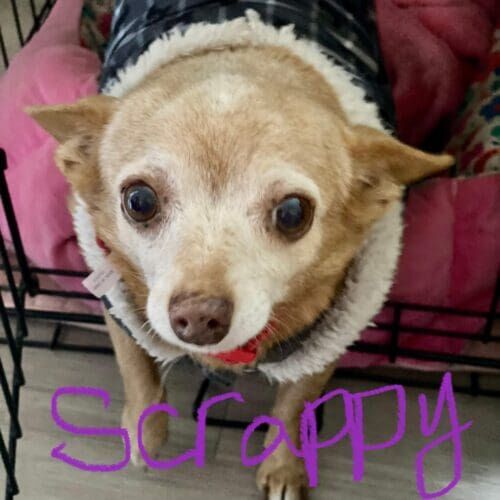 Chihuahua named Scrappy receiving overnight at-home pet sitting care in Glendale Arizona