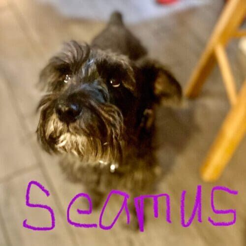 Dog named Seamus receiving in-home dog sitting care in Glendale Arizona