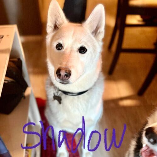 Husky named Shadow learning loose leash walking and reducing pulling behavior in Peoria Arizona