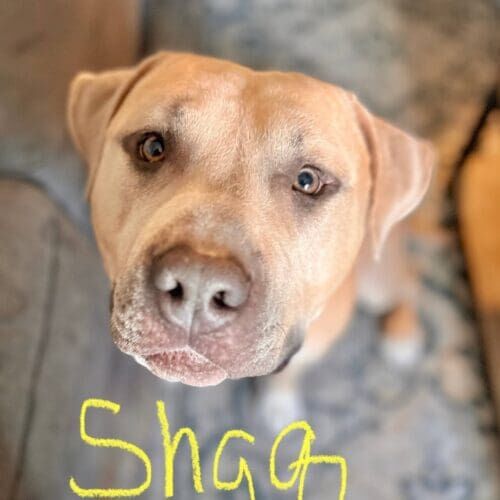 Rescue pitbull named Shaq receiving behavior modification training with a specialist in Peoria Arizona