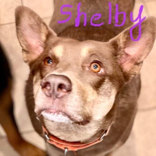 Senior yellow lab named Shifter receiving at-home pet care in Glendale Arizona