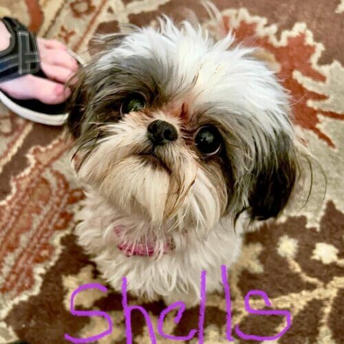 Shih Tzu named Shells participating in in-home obedience and behavior modification training in Vistancia Arizona