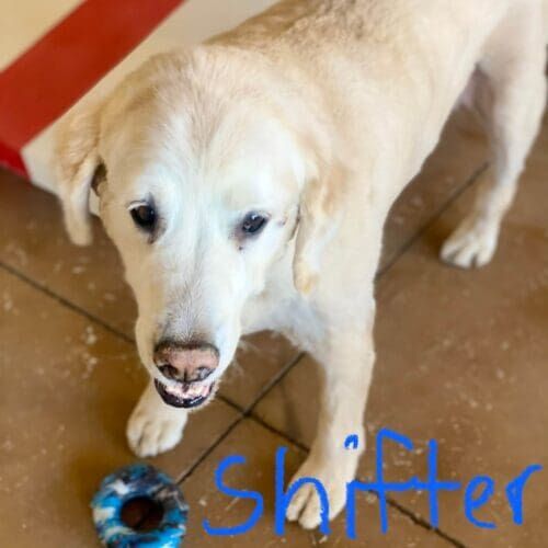 Pitbull mix named Sundae receiving in-home pet sitting care in Phoenix Arizona