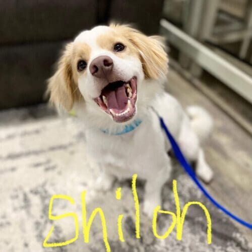 Fearful dog named Shiloh building confidence through force-free positive reinforcement training in Glendale Arizona