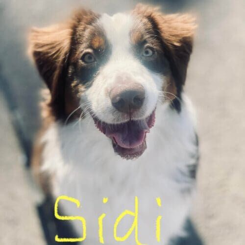 Brown and white Mini Aussie, Sidi, needed puppy day training assistance to help her be the best dog while her family dealt with some health issues in Glendale, AZ.