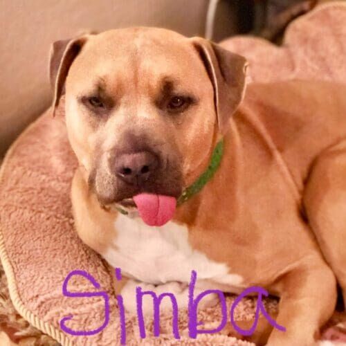 American bully named Simba exhausted after his daily dog walking sessions in Glendale Arizona