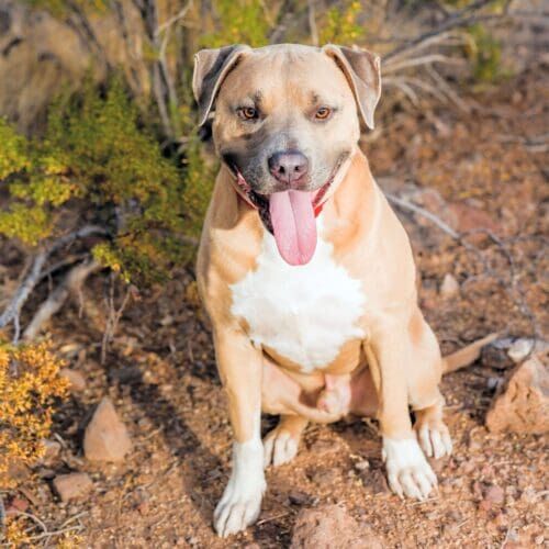 Kristie's personal dog, fawn XL bully with red collar, during a dog professional photography session in Peoria, AZ.