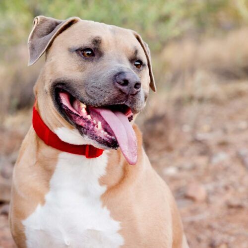 Kristie's personal dog, fawn XL bully with red collar, during a dog professional photography session in Peoria, AZ.