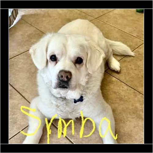Senior English cream retriever named Simba receiving overnight in-home pet sitting care in Phoenix Arizona